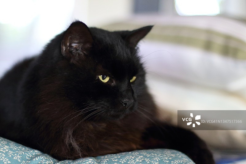 黑色的猫图片素材