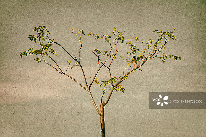 初秋时节的稀疏叶子小树图片素材