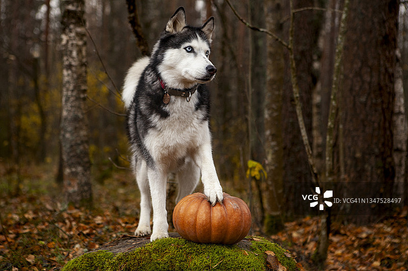 可爱的哈士奇抱着一个南瓜图片素材