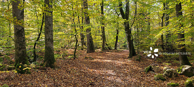秋季山毛榉森林小径全景图片素材