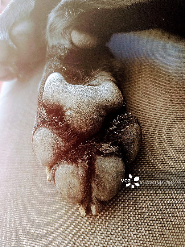 狗爪特写图片素材