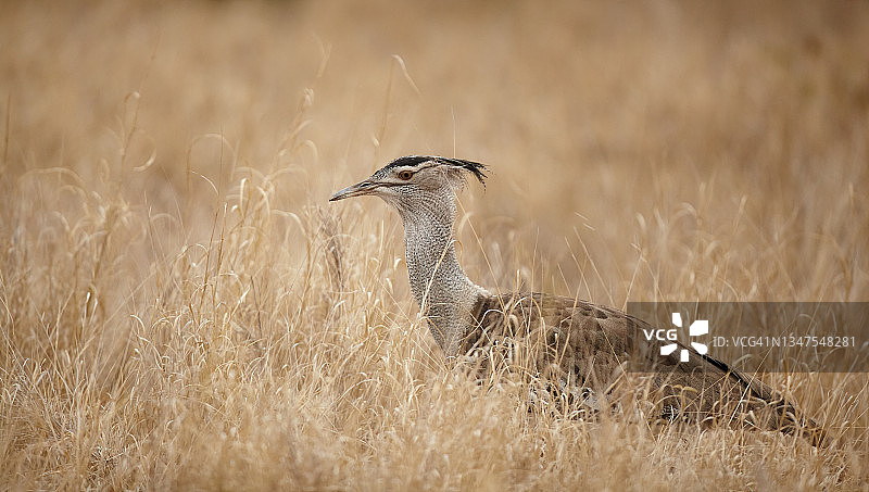 柯利鸨图片素材