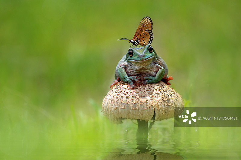 蝴蝶停留在印度尼西亚野生蘑菇上的青蛙身上图片素材