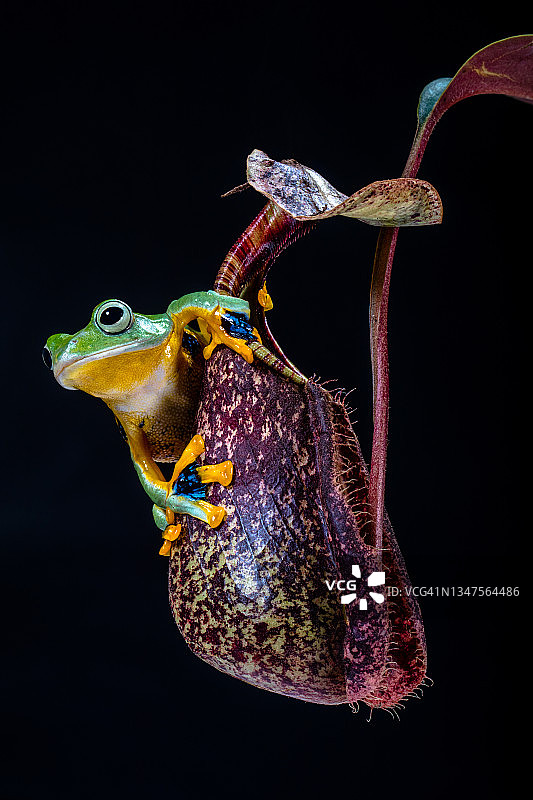 印尼的华莱士飞蛙图片素材