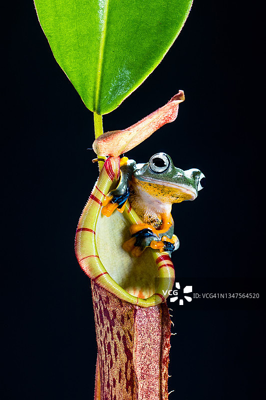 印尼的华莱士飞蛙图片素材