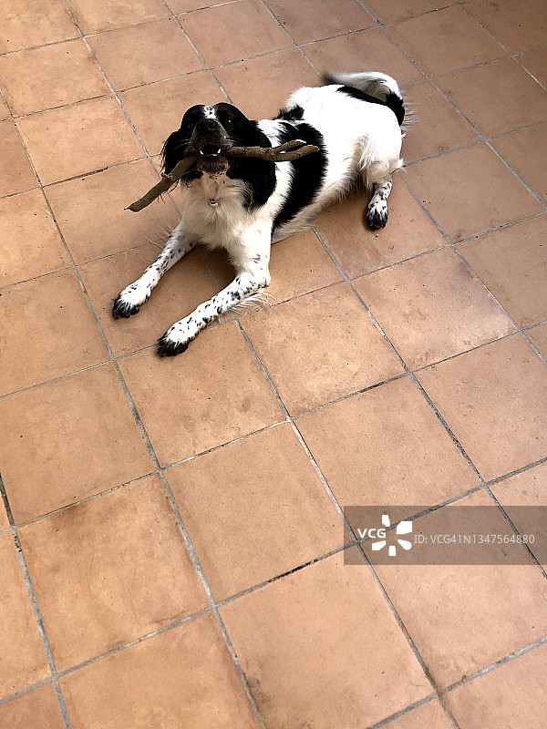 嘴里叼着棍子坐在地板上的狗图片素材