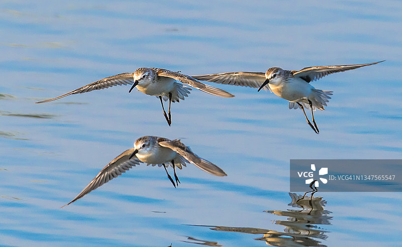 飞行中的三只半蹼鹬，加拿大图片素材