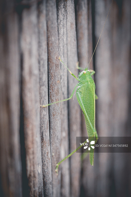 西班牙栅栏上的蚱蜢特写图片素材