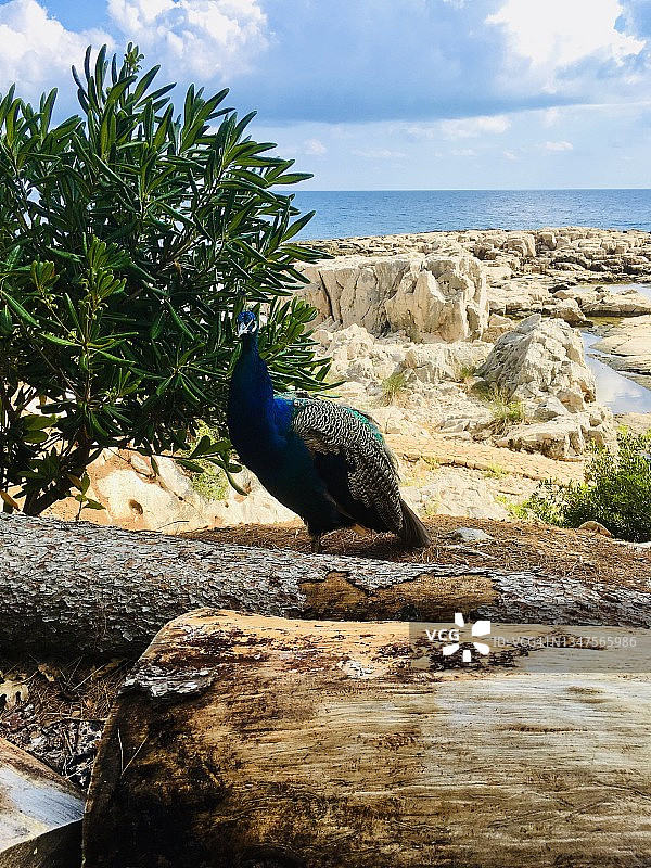 克罗地亚杜布罗夫尼克洛克鲁姆岛乡村景观中的孔雀图片素材