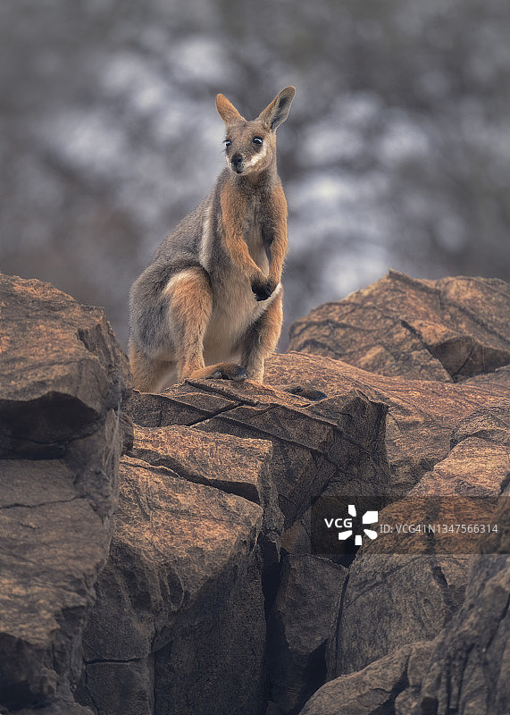 站立在岩石露头上的黄脚岩袋鼠，澳大利亚图片素材