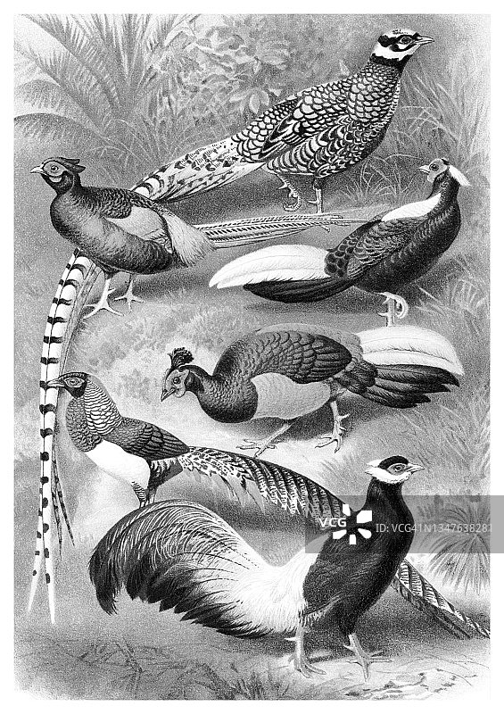 鸟类学古老彩色石印插图：雉图片素材