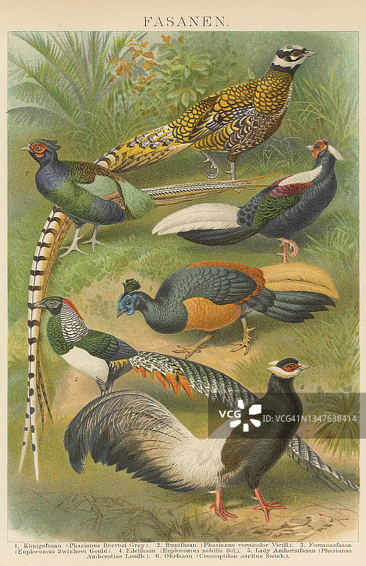 鸟类学古老彩色石印插图：雉图片素材