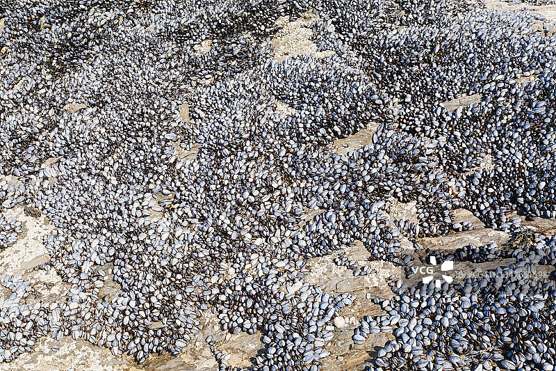 覆盖海滩岩石的贻贝图片素材