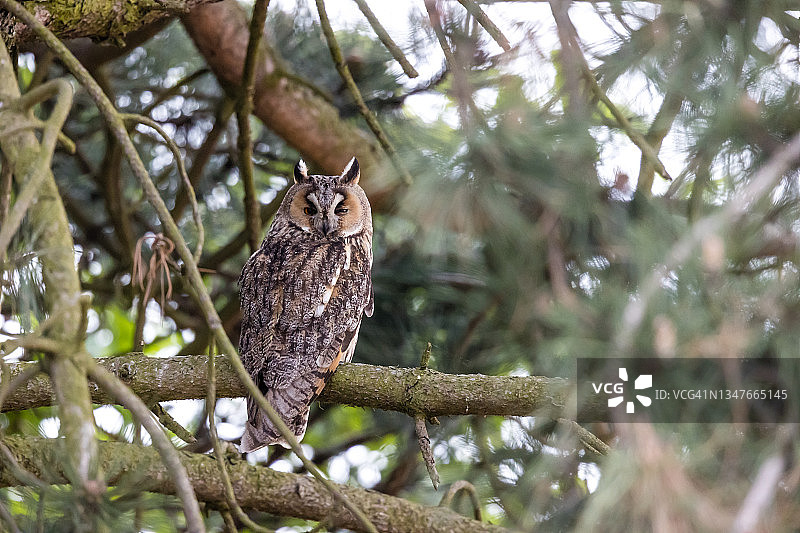 长耳鸮图片素材
