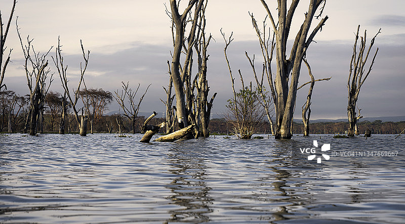 清晨的肯尼亚非洲热带草原图片素材