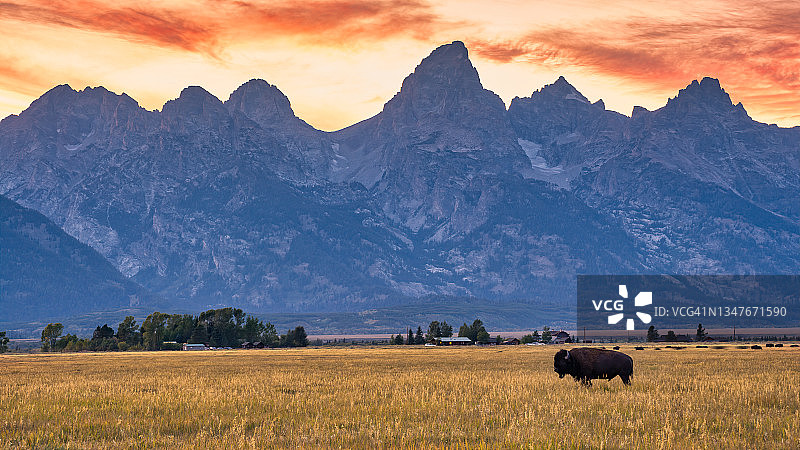 大提顿山脉的孤单野牛图片素材