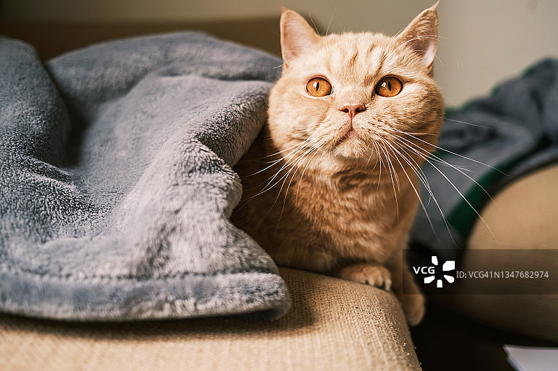 威严的猫咪在沙发上图片素材