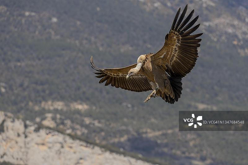 在比利牛斯山加泰罗尼亚觅食点降落的兀鹫图片素材