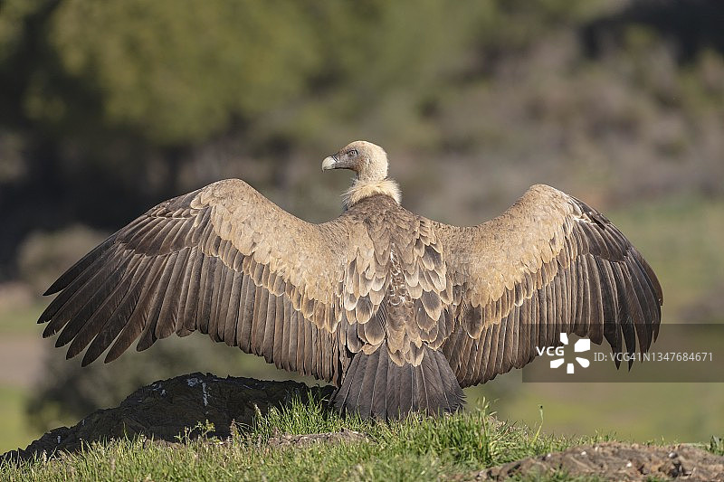 兀鹫在西班牙安达卢西亚的地面上展开翅膀图片素材