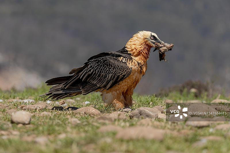 胡兀鹫（Gypeatus barbatus）成鸟，在比利牛斯山加泰罗尼亚捕食猎物图片素材