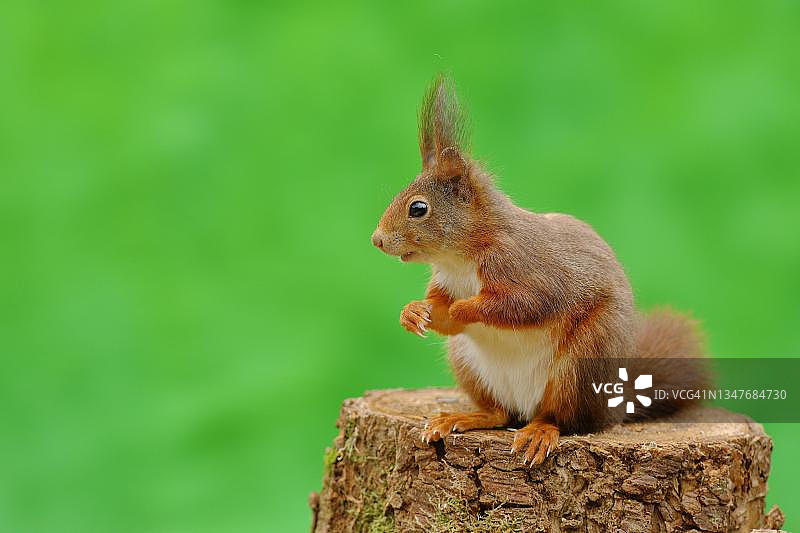 欧亚红松鼠栖息在树桩上，德国北莱茵-威斯特法伦图片素材