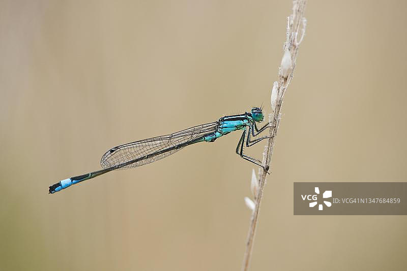 蓝尾豆娘（优雅伊叙利亚种），德国下萨克森州埃姆斯兰图片素材