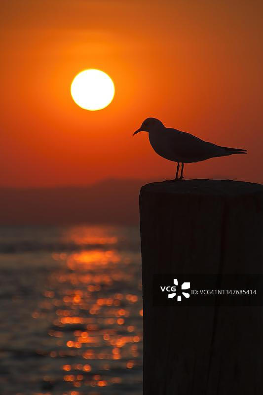 意大利加尔达湖巴多利诺，夕阳下的海鸥图片素材