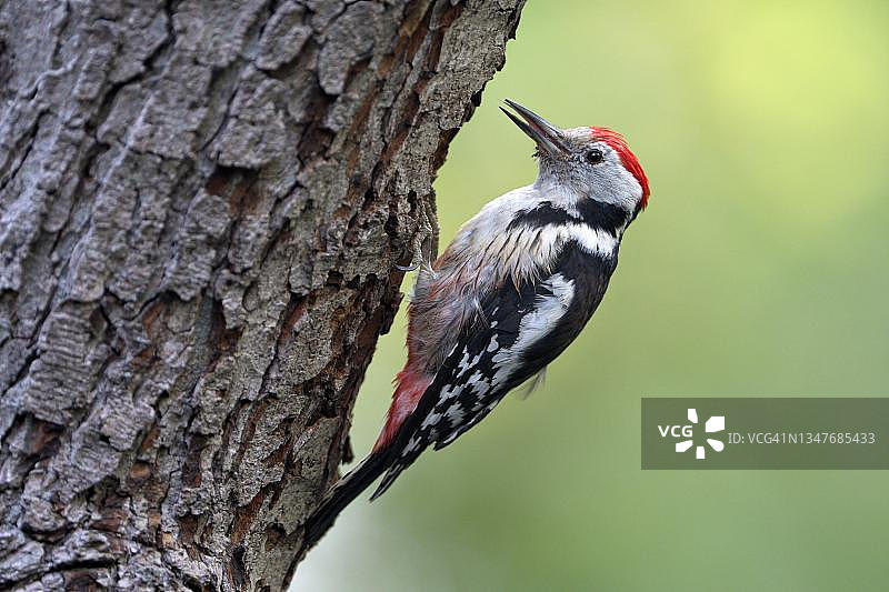 德国北莱茵-威斯特法伦州克里克贝克湖区：中斑啄木鸟成鸟在繁殖洞穴喂食图片素材