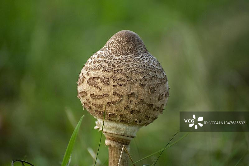 德国下萨克森州的羊肚菌图片素材
