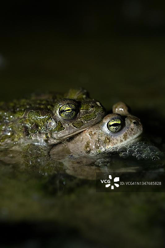 欧洲绿蟾蜍和芦苇蟾蜍，产卵水域，夜间照片，德国北莱茵-威斯特法伦州伍珀塔尔图片素材