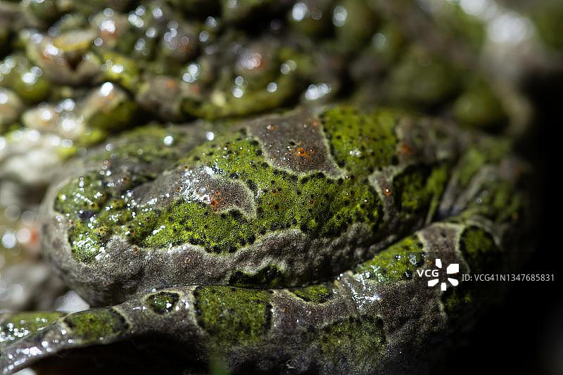 欧洲绿蟾腿部颜色特写，夜间拍摄于德国北莱茵-威斯特法伦州伍珀塔尔图片素材