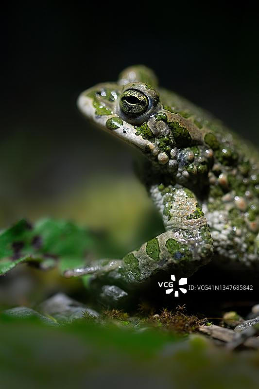 在产卵水域边缘的苔藓中休息的欧洲绿蟾蜍夜间照片，德国图片素材