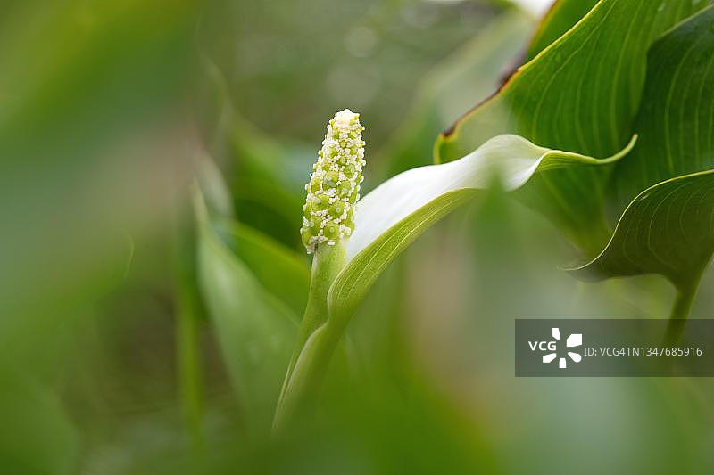 德国下萨克森埃姆斯兰地区沼泽海芋花序图片素材