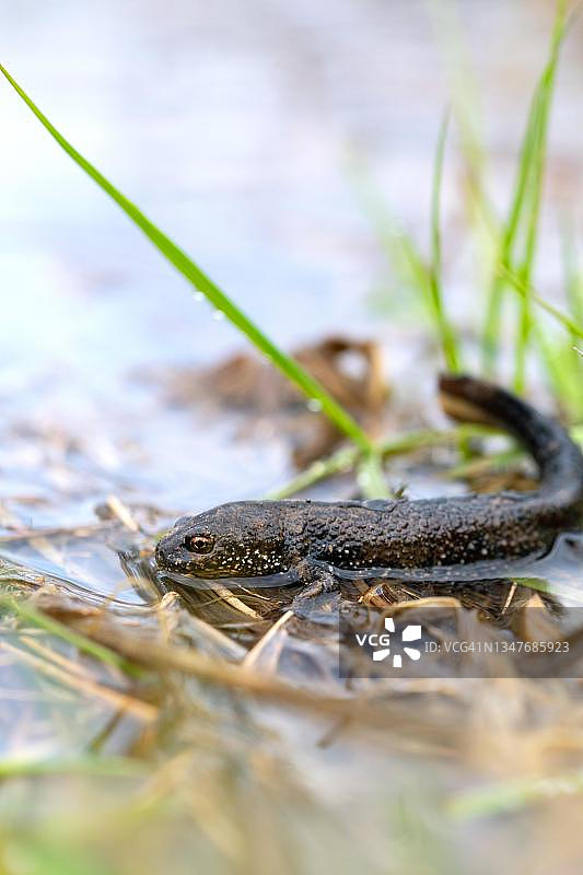 冠 crested newt（Triturus cristatus），栖息在德国北莱茵 - 威斯特伐利亚 Erftstadt 的河岸产卵植物中图片素材