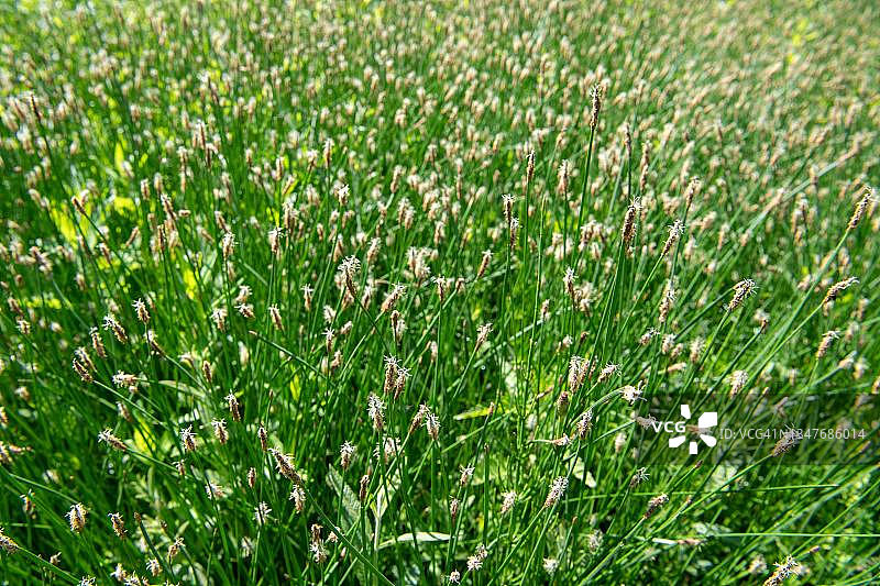 德国北莱茵-威斯特法伦州两栖动物产卵水域边缘的荸荠图片素材