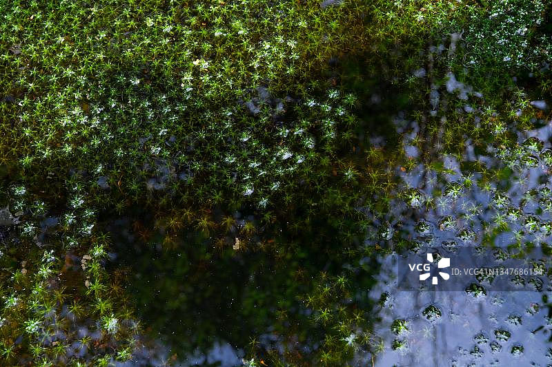 德国下萨克森州诺伊施泰特沼泽的泥炭藓图片素材