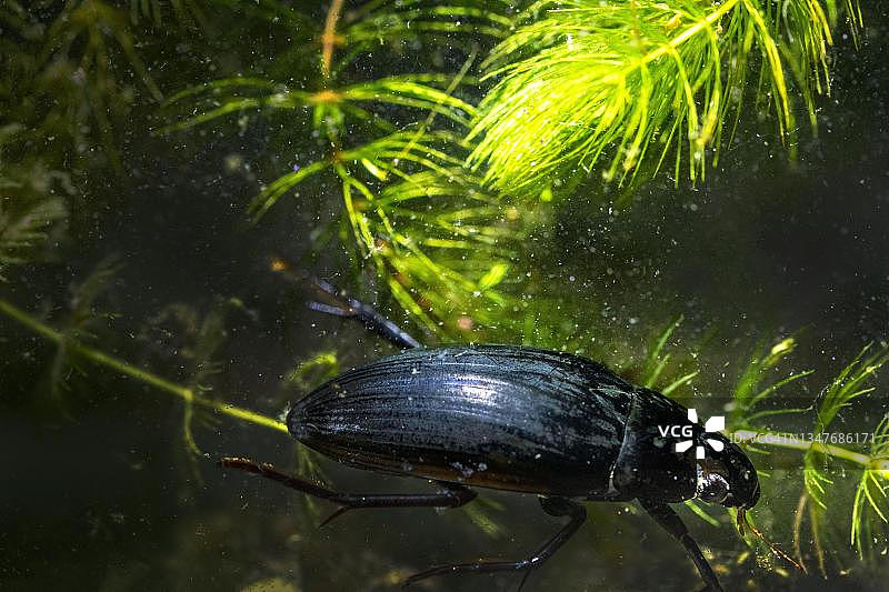 生活在水生植物之间的大银水甲虫，德国北莱茵-威斯特法伦明斯特图片素材