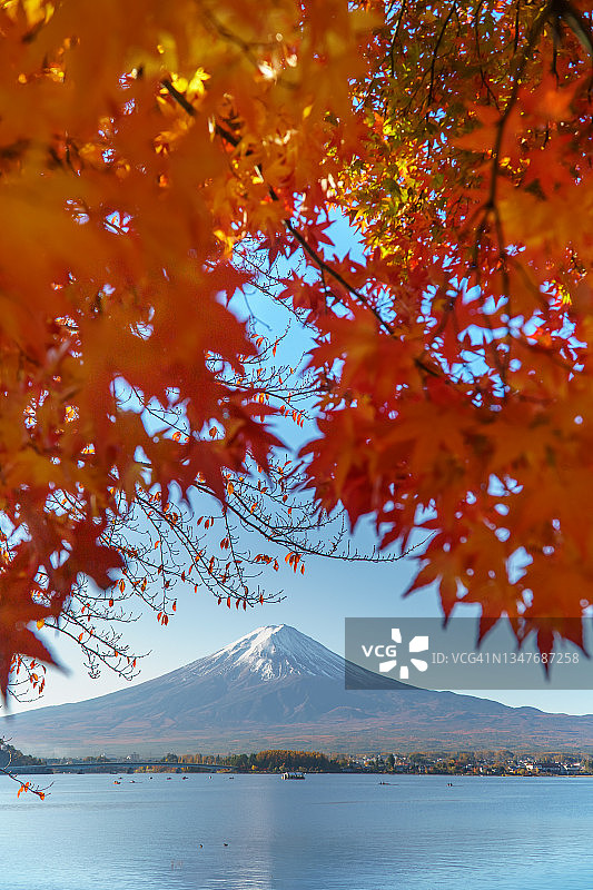 秋季日本富士山倒影与鲜艳的枫叶图片素材
