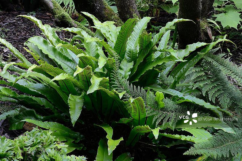 叉蕨，瑞士图片素材