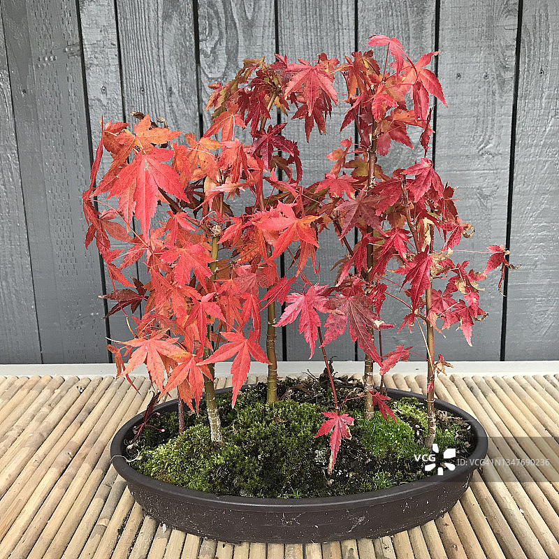 俄勒冈州的微型森林中的日本枫树盆景图片素材
