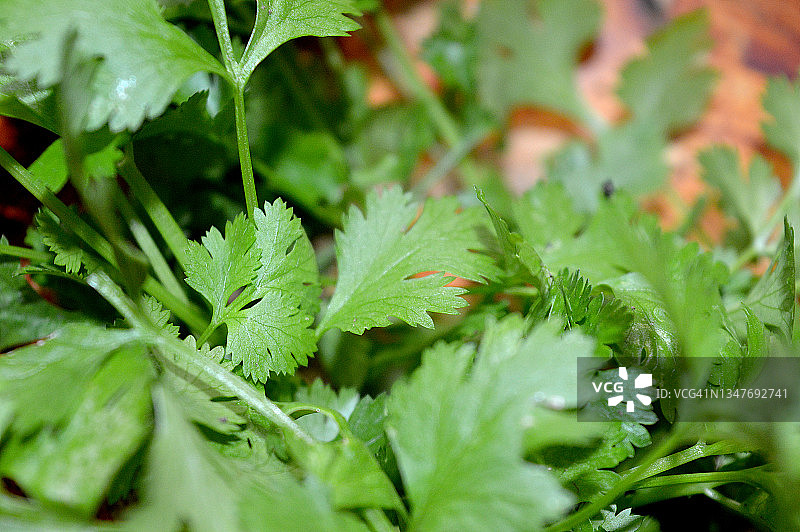 新鲜有机香菜特写图片素材