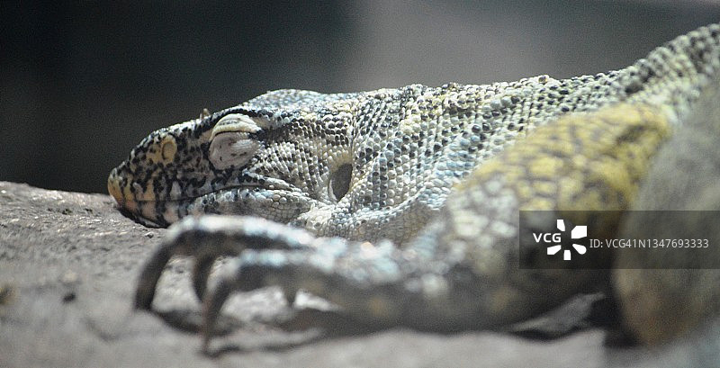 异域风情蜥蜴图片素材