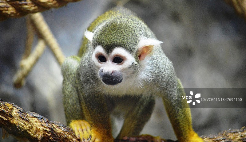 珍稀猴子图片素材