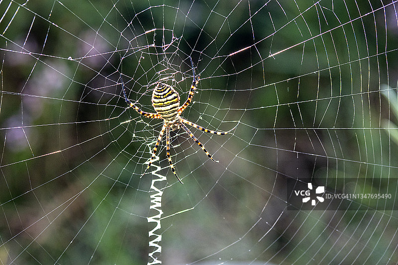 草地上的蜘蛛网和胡蜂蜘蛛图片素材