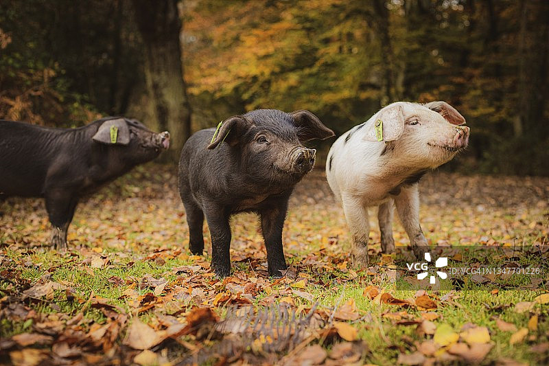 新森林里的猪图片素材