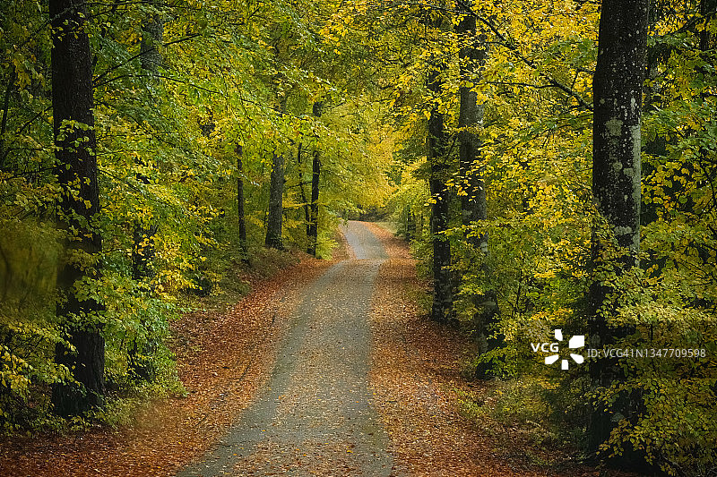 雨天，穿过秋色山毛榉森林的狭窄道路图片素材
