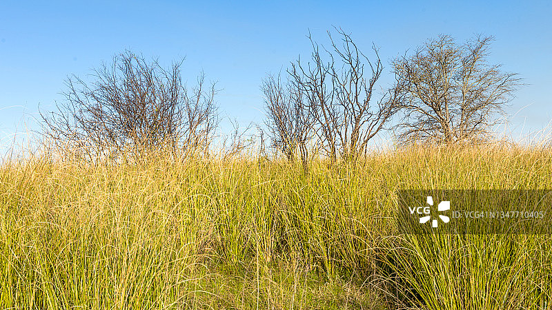 野生草甸：美丽的自然全景乡村风光图片素材