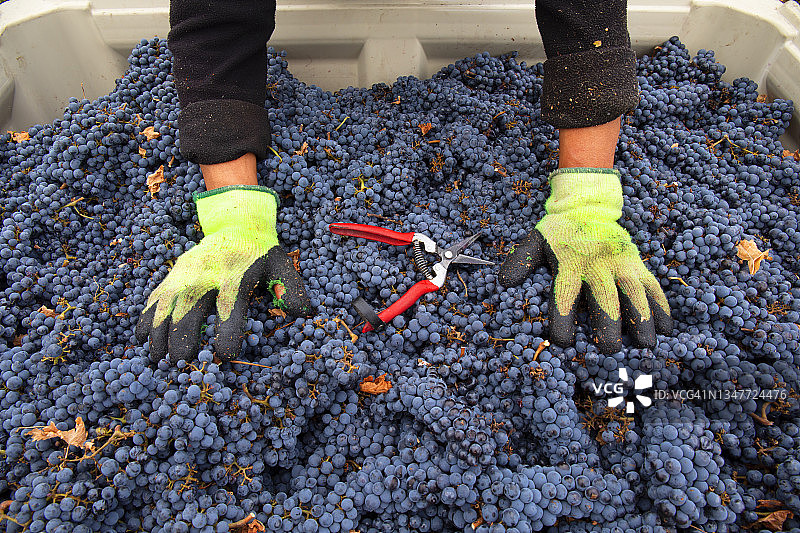 葡萄采摘图片素材