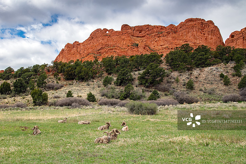 在众神花园绿色草地上休息的大角公羊图片素材