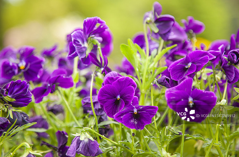 紫罗兰花田图片素材